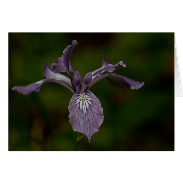 Oregon Iris (Devant Horizontal)