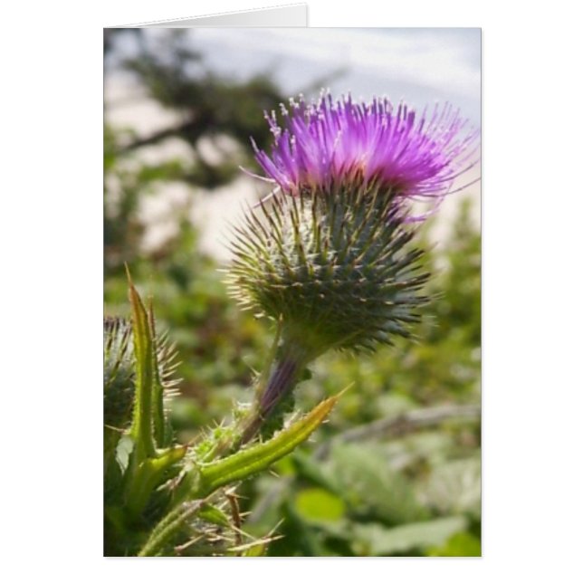 Oregon Thistles (Devant)