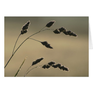 Oreille d'herbe humide