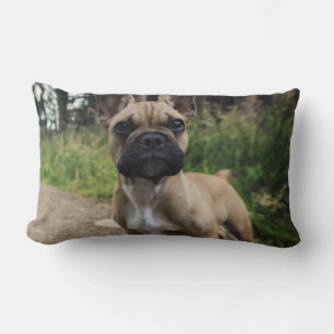 Oreiller à lancer de chien de taureau français