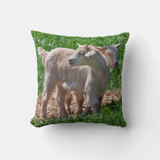 Oreiller de chevreaux chèvres naines (Recto)