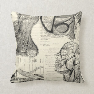 Oreiller d'illustration anatomique