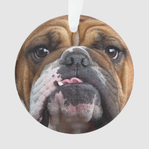 Oreillers à lancer de Bulldog anglais