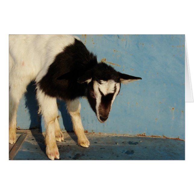 Oreo L'Enfant De Chèvre (Devant horizontal)