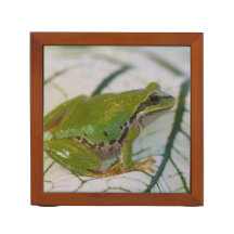 Grenouille arboricole du Pacifique sur des fleurs 