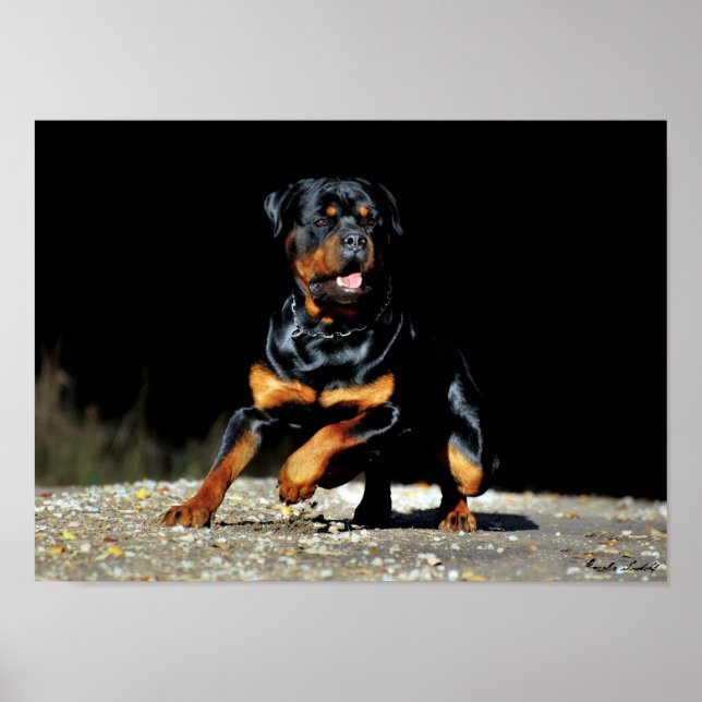 Original Rottweiler Poster (Devant)