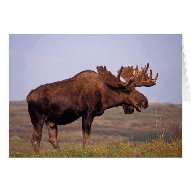 orignal, Alces alces, taureau avec de grands bois (Devant horizontal)