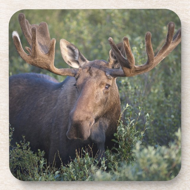 Orignaux dans l'ensemble de dessous de verre de (Devant)