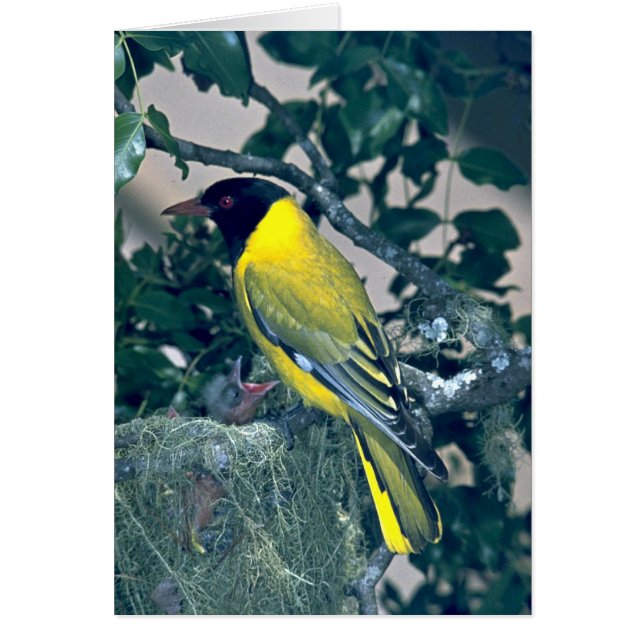 Oriole à tête noire (Devant)