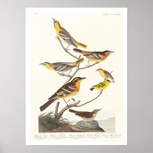Oriole, Goldfinch, Thrush by Audubon Poster (Devant)
