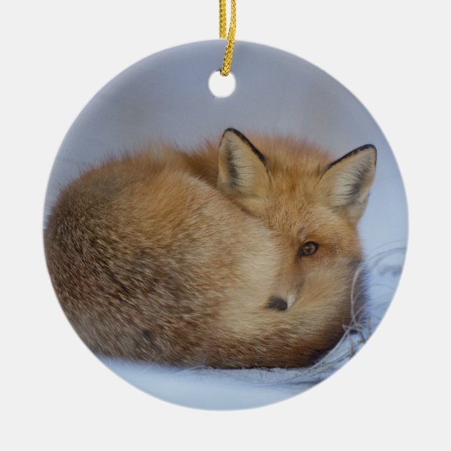 ornement accrochant de renard, décor rusé (Devant)