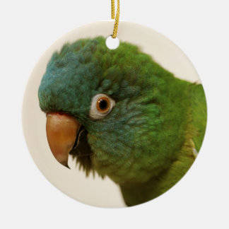 ornement Bleu-couronné de Conure