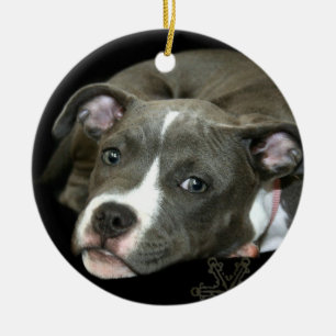 Ornement bleu de chiot de pitbull