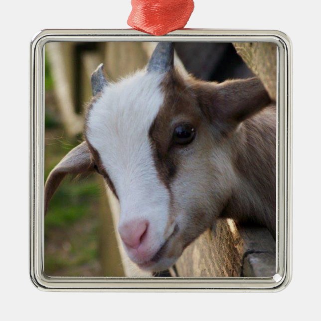 ORNEMENT CARRÉ ARGENTÉ *ADORABLE GOAT FOR CHRISTMAS* (Devant)