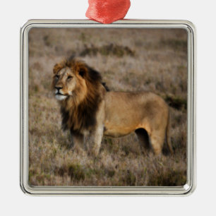 Ornement Carré Argenté African Lion