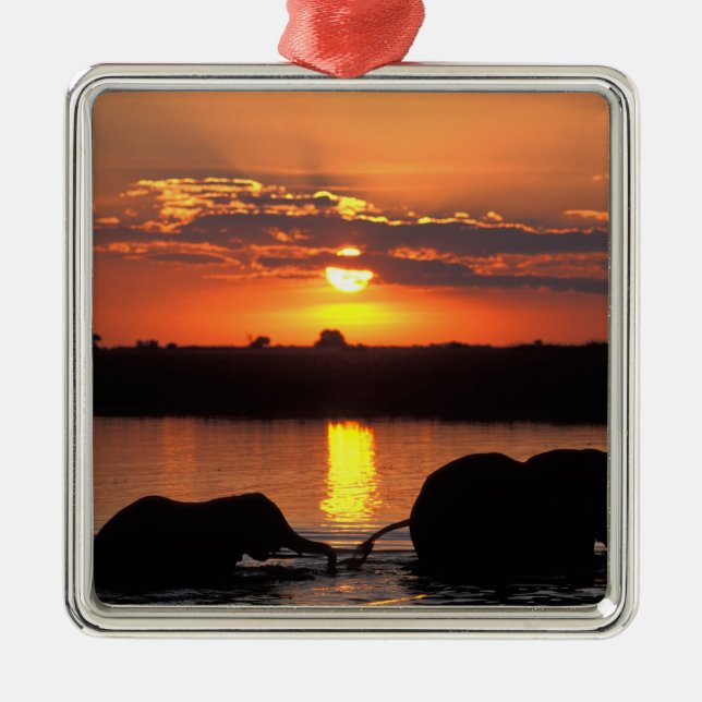 Ornement Carré Argenté Afrique, Botswana, Parc national de Chobe, Herd (Devant)