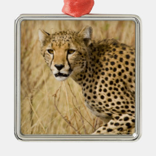 Ornement Carré Argenté Afrique. Kenya. Guépard au parc national de Sambur
