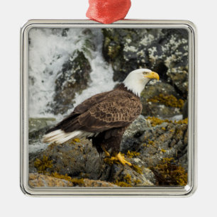 Ornement Carré Argenté Aigle à tête blanche