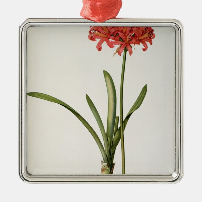 Ornement Carré Argenté Amaryllis Curvifolia, 1809, du ` Les (Devant)