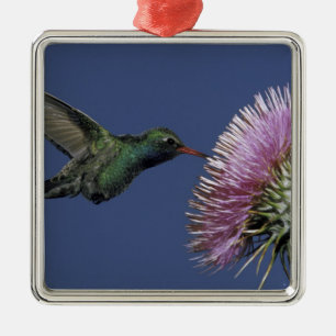 Ornement Carré Argenté Amérique du Nord, USA, Arizona. Facturé à grande é