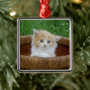 Ornement Carré Argenté Animaux de bébés cutest Blue Eyed Kitten