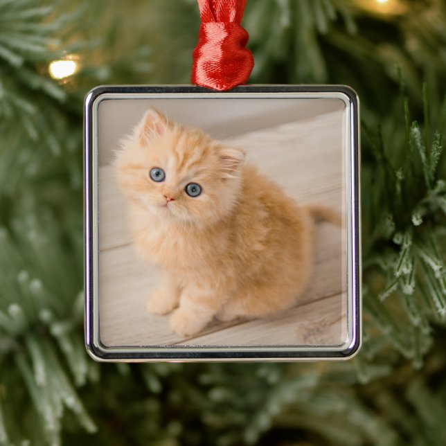 Ornement Carré Argenté Animaux de bébés cutest | British Longhair Kitten (Arbre)