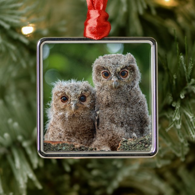 Ornement Carré Argenté Animaux de bébés cutest | Deux jeunes hiboux (Arbre)