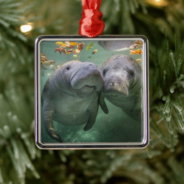 Ornement Carré Argenté Animaux de bébés cutest | Deux Manatees (Arbre)