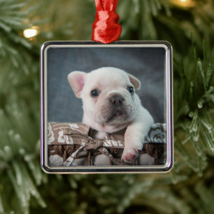 Ornement Carré Argenté Animaux de bébés cutest   French Bulldog