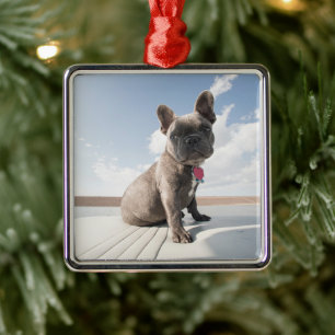 Ornement Carré Argenté Animaux de bébés cutest   French Bulldog Booking