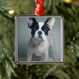 Ornement Carré Argenté Animaux de bébés cutest   French Bulldog Puppy