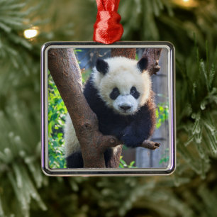 Ornement Carré Argenté Animaux de bébés cutest   Géant Panda Cub