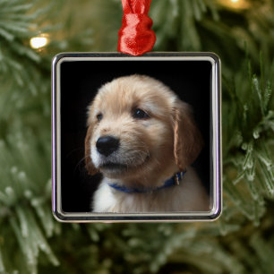 Ornement Carré Argenté Animaux de bébés cutest Golden Retriever Puppy