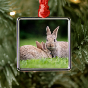 Ornement Carré Argenté Animaux de bébés cutest Lapins de lapin sauvage
