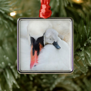 Ornement Carré Argenté Animaux de bébés cutest Mère et bébé Mute Swan
