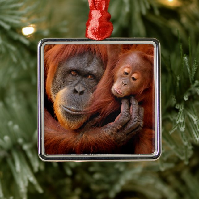 Ornement Carré Argenté Animaux de bébés cutest | Orangutan Maman & Baby (Arbre)