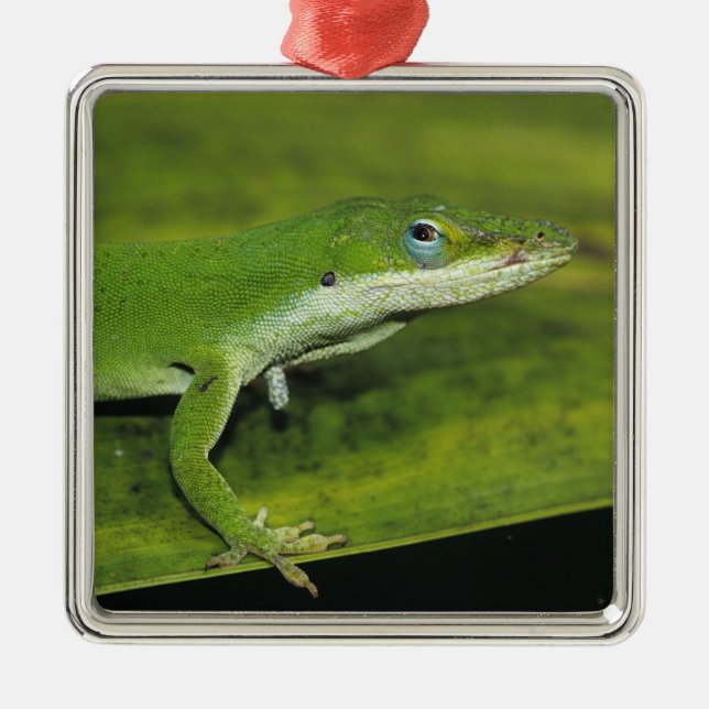 Ornement Carré Argenté Anolis carolinensis, adulte sur palme (Devant)