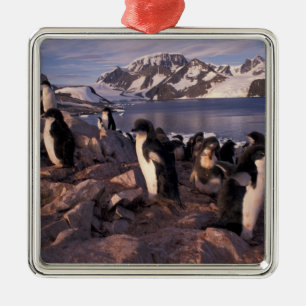 Ornement Carré Argenté Antarctique, poussins de manchots Adélie