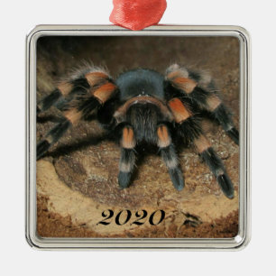 Ornement Carré Argenté Araignée de Tarantula au genou rouge mexicain