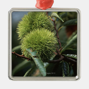 Ornement Carré Argenté Arbre de châtaigne