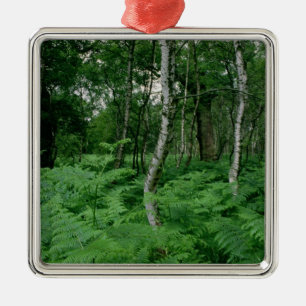 Ornement Carré Argenté Arbres de bouleau argenté et fougères, forêt de