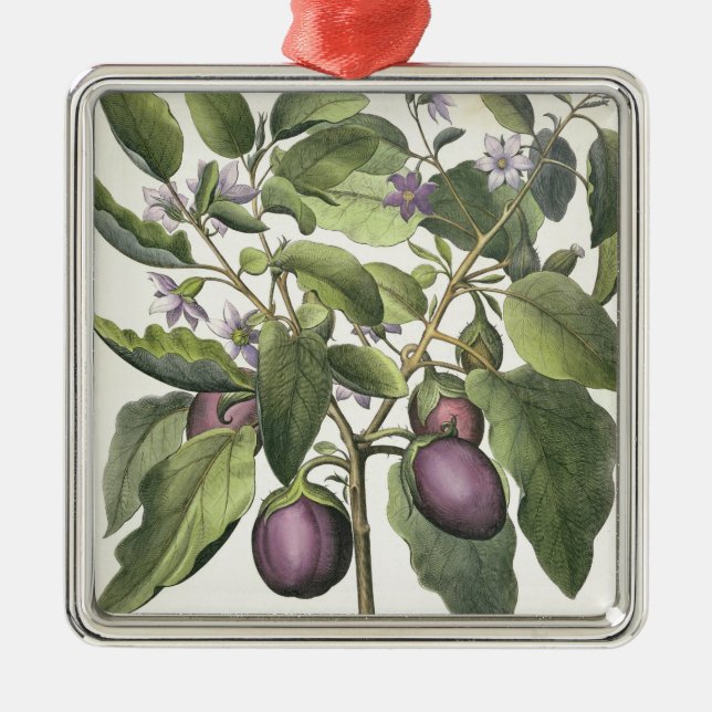 Ornement Carré Argenté Aubergine : Pallido de fructu de Melanzana, du (Devant)