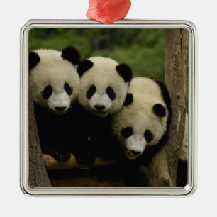 Ornement Carré Argenté Baby panda géante Ailuropoda melanoleuca)