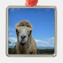 Baraka l'ornement du chameau souriant