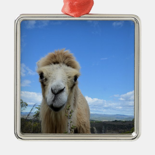 Ornement Carré Argenté Baraka l'ornement du chameau souriant (Devant)