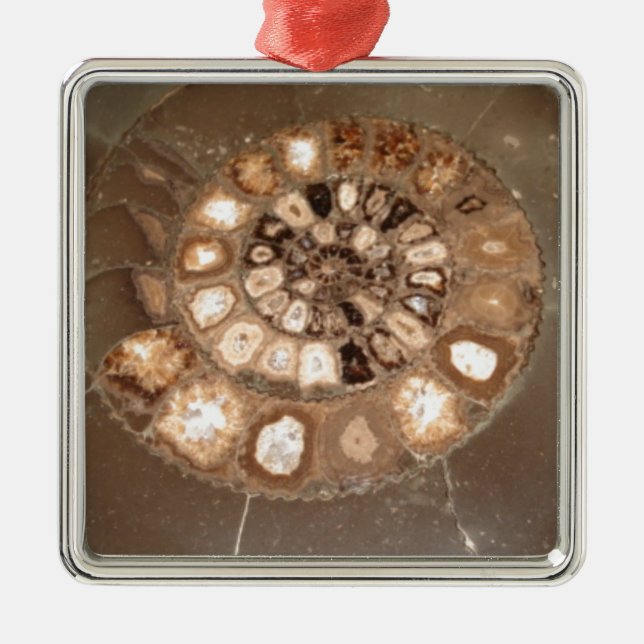 Ornement Carré Argenté Beau Dactylioceras à l'ammnite fossile (Devant)