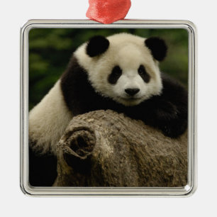 Ornement Carré Argenté Bébé panda géant Ailuropoda melanoleuca)