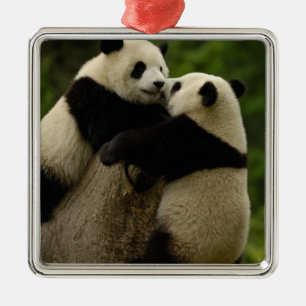 Ornement Carré Argenté Bébés de panda géant (Ailuropoda melanoleuca)
