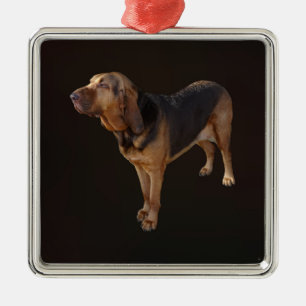 Ornement Carré Argenté Bloodhound