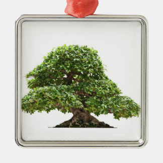 Ornement Carré Argenté Bonsaïs de Ficus d'isolement